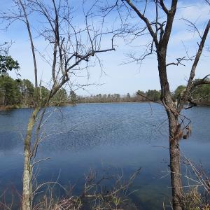 Photo of UNDER CONTRACT!  69 Acres of Residential Timber and Farm Land for Sale in Columbus County NC!