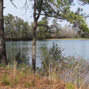 Photo of UNDER CONTRACT!  69 Acres of Residential Timber and Farm Land for Sale in Columbus County NC!