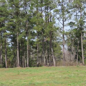 Photo of UNDER CONTRACT!  69 Acres of Residential Timber and Farm Land for Sale in Columbus County NC!