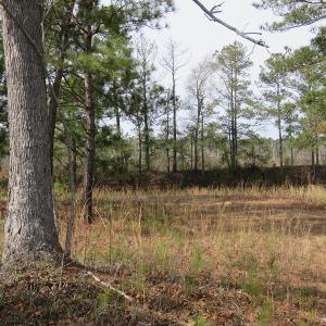 Photo of UNDER CONTRACT!  69 Acres of Residential Timber and Farm Land for Sale in Columbus County NC!