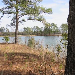 Photo of UNDER CONTRACT!  69 Acres of Residential Timber and Farm Land for Sale in Columbus County NC!