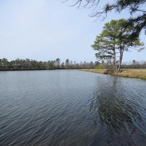 Photo of UNDER CONTRACT!  69 Acres of Residential Timber and Farm Land for Sale in Columbus County NC!
