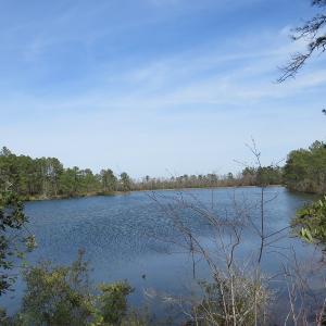 Photo of UNDER CONTRACT!  69 Acres of Residential Timber and Farm Land for Sale in Columbus County NC!