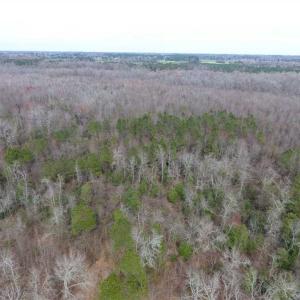 Photo of SOLD!! 12.4 Acres of Hunting and Timber Land For Sale in Robeson County NC!