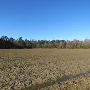 Photo of SOLD!!  47 Acres of Farm and Timber Land For Sale in Columbus County NC!