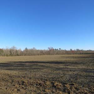Photo of SOLD!!  47 Acres of Farm and Timber Land For Sale in Columbus County NC!