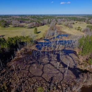 Photo of UNDER CONTRACT!  270.86 Acres of Pasture and Timber Land with Pond For Sale in Halifax County NC!