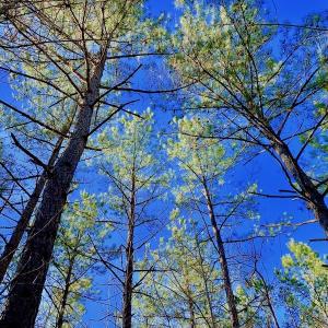 Photo of UNDER CONTRACT!  270.86 Acres of Pasture and Timber Land with Pond For Sale in Halifax County NC!