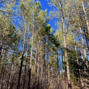 Photo of UNDER CONTRACT!  270.86 Acres of Pasture and Timber Land with Pond For Sale in Halifax County NC!