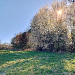 Photo of UNDER CONTRACT!  270.86 Acres of Pasture and Timber Land with Pond For Sale in Halifax County NC!