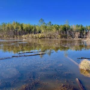 Photo of UNDER CONTRACT!  270.86 Acres of Pasture and Timber Land with Pond For Sale in Halifax County NC!