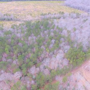 Photo of SOLD!!  55 Acres of Hunting and Timber Land with Home Site in Surry County VA!