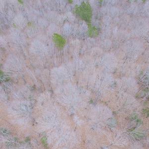 Photo of SOLD!!  55 Acres of Hunting and Timber Land with Home Site in Surry County VA!