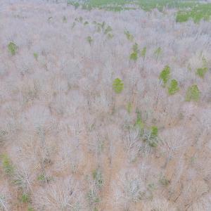 Photo of SOLD!!  55 Acres of Hunting and Timber Land with Home Site in Surry County VA!