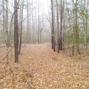 Photo of SOLD!!  55 Acres of Hunting and Timber Land with Home Site in Surry County VA!