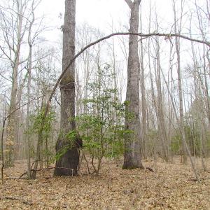Photo of SOLD!!  55 Acres of Hunting and Timber Land with Home Site in Surry County VA!