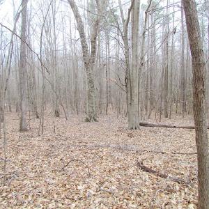 Photo of SOLD!!  55 Acres of Hunting and Timber Land with Home Site in Surry County VA!