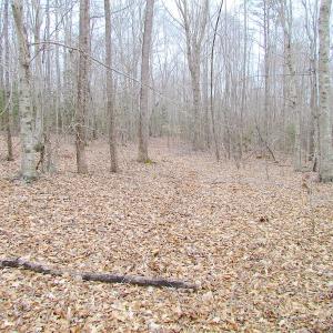 Photo of SOLD!!  55 Acres of Hunting and Timber Land with Home Site in Surry County VA!