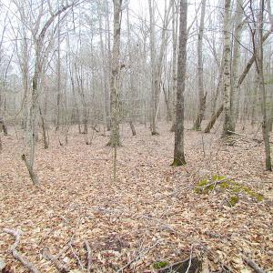 Photo of SOLD!!  55 Acres of Hunting and Timber Land with Home Site in Surry County VA!