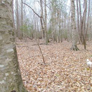 Photo of SOLD!!  55 Acres of Hunting and Timber Land with Home Site in Surry County VA!