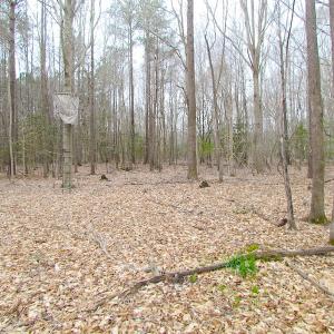 Photo of SOLD!!  55 Acres of Hunting and Timber Land with Home Site in Surry County VA!