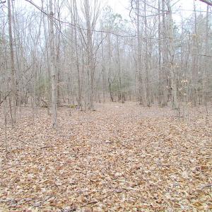 Photo of SOLD!!  55 Acres of Hunting and Timber Land with Home Site in Surry County VA!