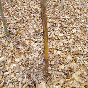 Photo of SOLD!!  55 Acres of Hunting and Timber Land with Home Site in Surry County VA!