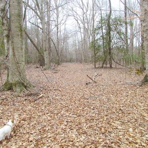Photo of SOLD!!  55 Acres of Hunting and Timber Land with Home Site in Surry County VA!