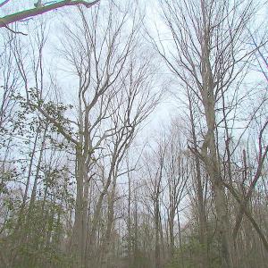 Photo of SOLD!!  55 Acres of Hunting and Timber Land with Home Site in Surry County VA!