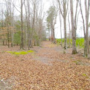 Photo of SOLD!!  55 Acres of Hunting and Timber Land with Home Site in Surry County VA!