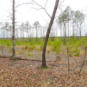 Photo of SOLD!!  55 Acres of Hunting and Timber Land with Home Site in Surry County VA!