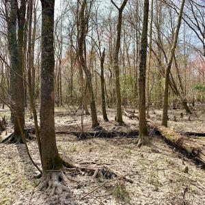Photo of SOLD!  43.66 Acres of Creekfront Hunting Land For Sale in Greene County NC!