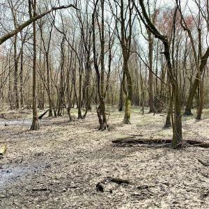 Photo of SOLD!  43.66 Acres of Creekfront Hunting Land For Sale in Greene County NC!