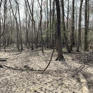 Photo of SOLD!  43.66 Acres of Creekfront Hunting Land For Sale in Greene County NC!
