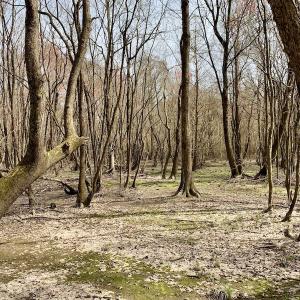 Photo of SOLD!  43.66 Acres of Creekfront Hunting Land For Sale in Greene County NC!