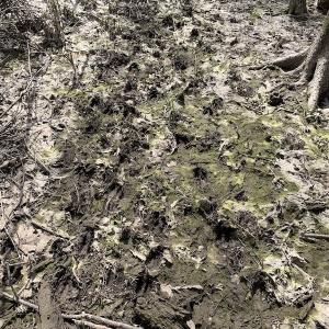 Photo of SOLD!  43.66 Acres of Creekfront Hunting Land For Sale in Greene County NC!