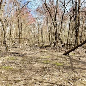 Photo of SOLD!  43.66 Acres of Creekfront Hunting Land For Sale in Greene County NC!