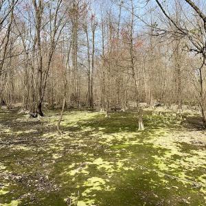 Photo of SOLD!  43.66 Acres of Creekfront Hunting Land For Sale in Greene County NC!