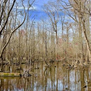 Photo of SOLD!  43.66 Acres of Creekfront Hunting Land For Sale in Greene County NC!