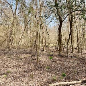 Photo of SOLD!  43.66 Acres of Creekfront Hunting Land For Sale in Greene County NC!