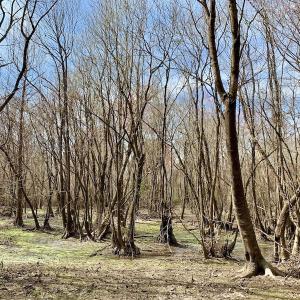 Photo of SOLD!  43.66 Acres of Creekfront Hunting Land For Sale in Greene County NC!