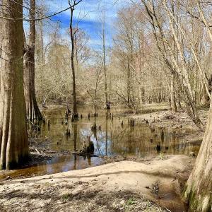 Photo of SOLD!  43.66 Acres of Creekfront Hunting Land For Sale in Greene County NC!