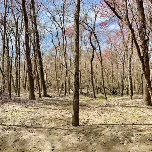 Photo of SOLD!  43.66 Acres of Creekfront Hunting Land For Sale in Greene County NC!