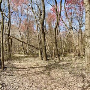 Photo of SOLD!  43.66 Acres of Creekfront Hunting Land For Sale in Greene County NC!