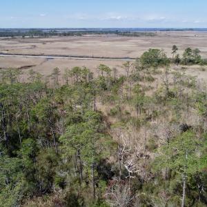 Photo of SOLD!  11 Acre Mini Farm with Sound View For Sale in Currituck County NC!
