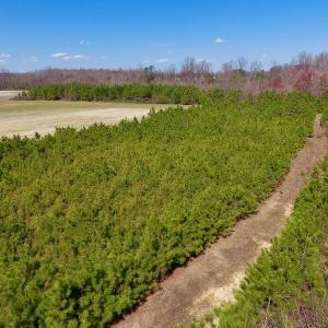 Photo of UNDER CONTRACT!  56.69 Acres of Farm and Timber Land For Sale in Wilson County NC!