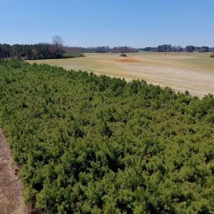 Photo of UNDER CONTRACT!  56.69 Acres of Farm and Timber Land For Sale in Wilson County NC!