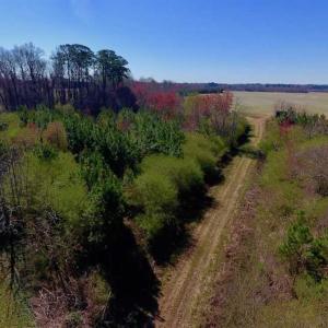 Photo of SOLD!!  81.75 Acres of Farm and Timber Land For Sale in Wilson County NC!