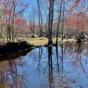 Photo of SOLD!!  81.75 Acres of Farm and Timber Land For Sale in Wilson County NC!