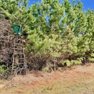 Photo of SOLD!!  81.75 Acres of Farm and Timber Land For Sale in Wilson County NC!